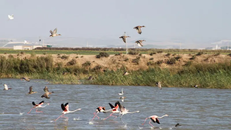 birds