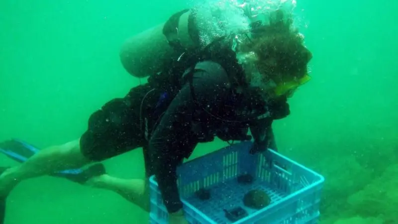 The operator is spearheading a vital coral relocation research study Photo: AD Ports