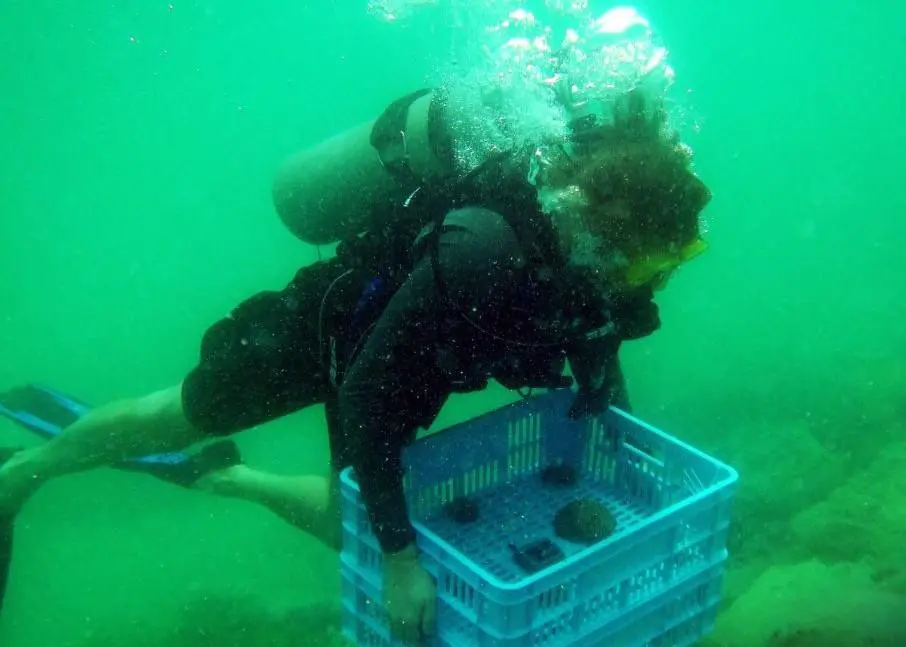 The operator is spearheading a vital coral relocation research study Photo: AD Ports