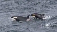 Orca