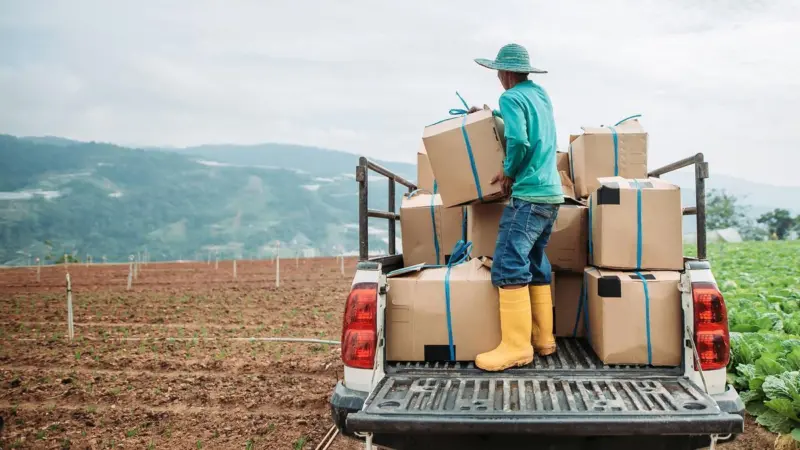 A man stands on the back of a pick-up truck with cardboard packages in an agricultural field
