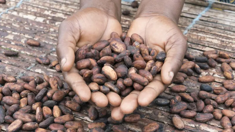 Hands holding cocoa beans